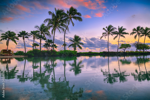 Palm trees in Kauai Hawaii in the morning photo