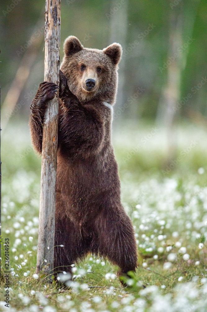 Fototapeta premium Brown bear cub standing on his hind legs in the summer forest on the bog among white flowers. Front view. Natural Habitat. Brown bear, scientific name: Ursus arctos. Summer season.