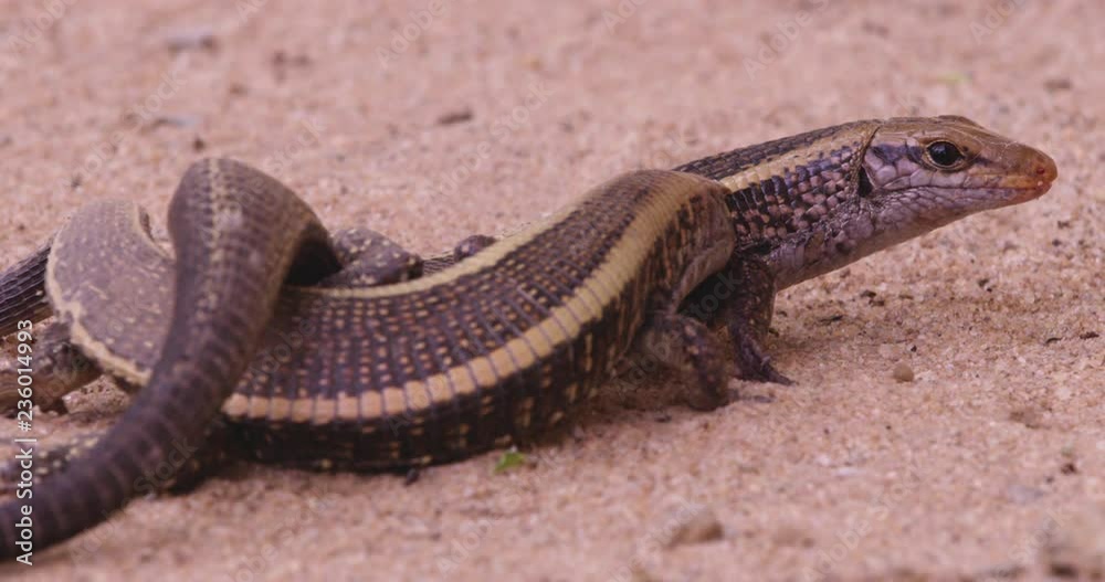 Close up, Madagascar girdled lizards in dry landscape Close up, Madagascar girdled lizards in dry landscape