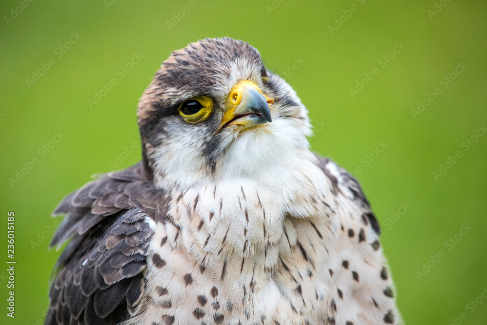 Lanner Falcon Lanner Falcon