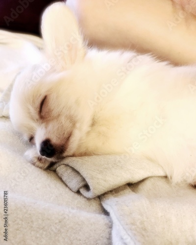 sleeping puppy