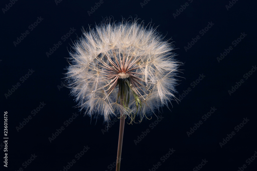 Fototapeta premium Kwiat mniszka lekarskiego na ciemnym niebieskim tle