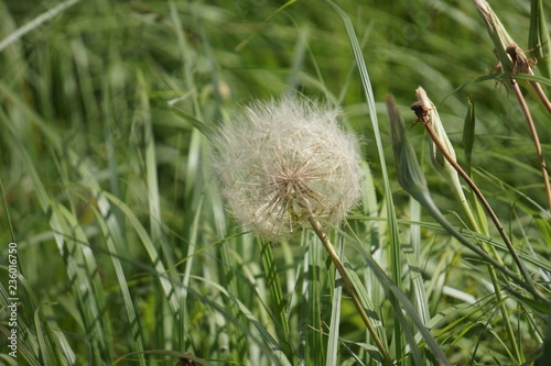 Close up of dandelion