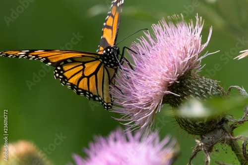 Getting Nectar from a Thistle