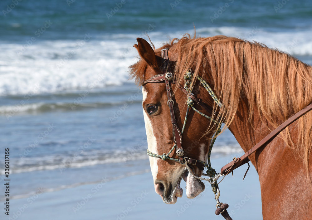 Profile portrait of a horse on the beach Profile portrait of a horse on the beach