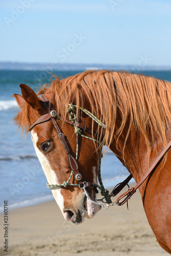 Vertical Profile portrait of a horse on the beach