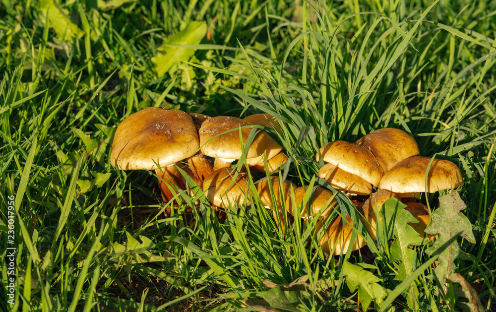 Fototapeta premium Green grass and mushrooms. Natural mushroom growing. Ecotourism activity. Gathering mushrooms. Pick up mushroom