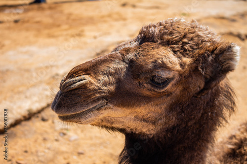 Approach of the head of a camel. Huge lashes in the brown eyes of a young dromedary.