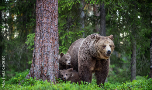 She-bear and cubs in the summer forest. Scientific name: Ursus arctos. Natural Background. Natural habitat. Summer season.