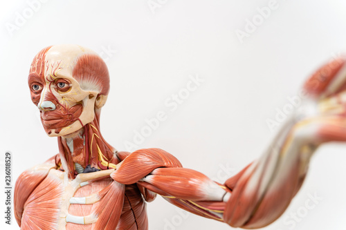 Human anatomy and physiology model in the laboratory. photo