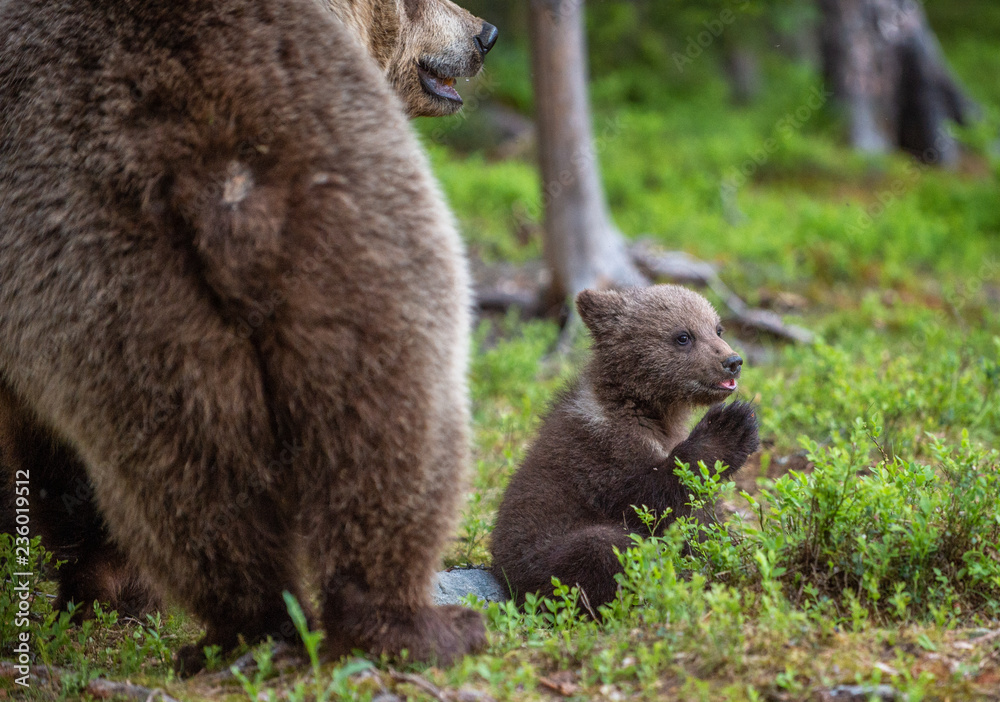 Obraz premium She-bear and cubs in the summer forest. Scientific name: Ursus arctos. Natural Background. Natural habitat. Summer season.