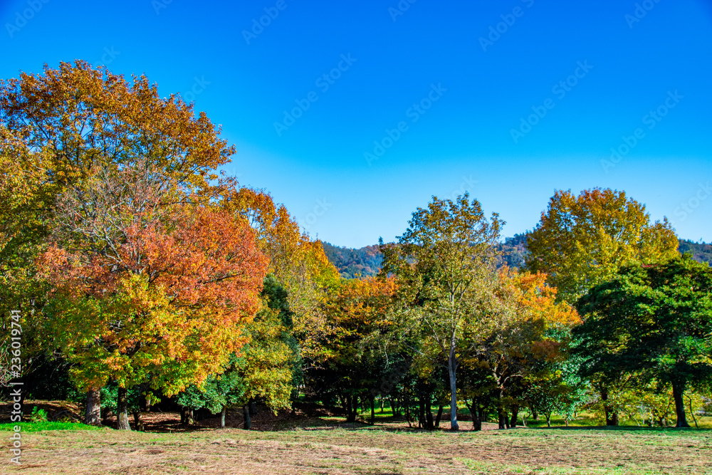 The landscape of woods in autumn