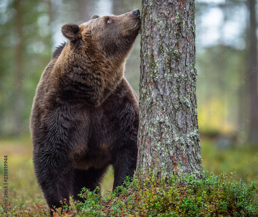 Obraz premium Brown Bear sniffs tree in the autumn forest . Natural Habitat. Brown bear, scientific name: Ursus arctos. Autumn season.