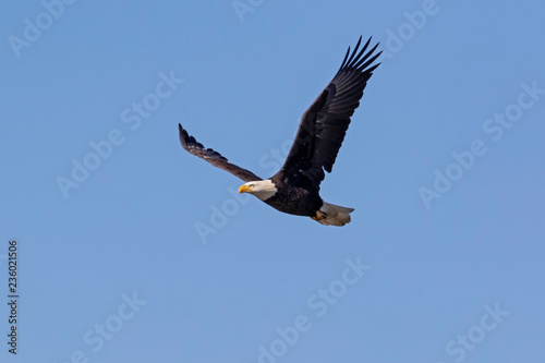 Eagle hunting at San Diego lake