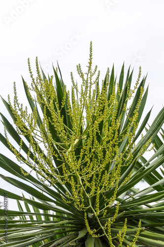 Dracaena loureiri Gagnep flower photo