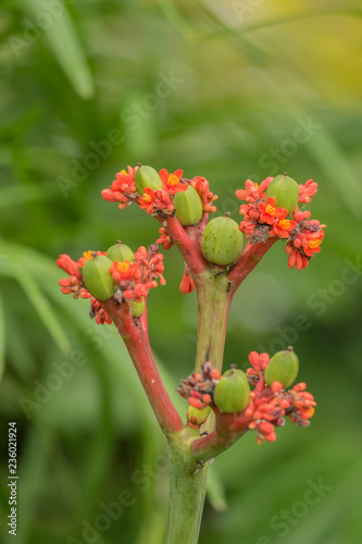 Buddha belly plant flower photo