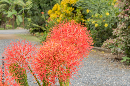 Powder puff lily or Blood flower photo