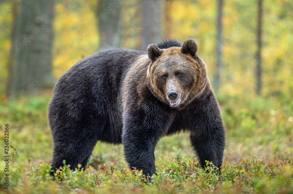 Brown bear in the autumn forest.  Scientific name: Ursus arctos. Natural habitat.