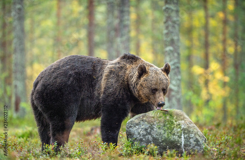 Brown bear in the autumn forest. Scientific name: Ursus arctos. Natural habitat.