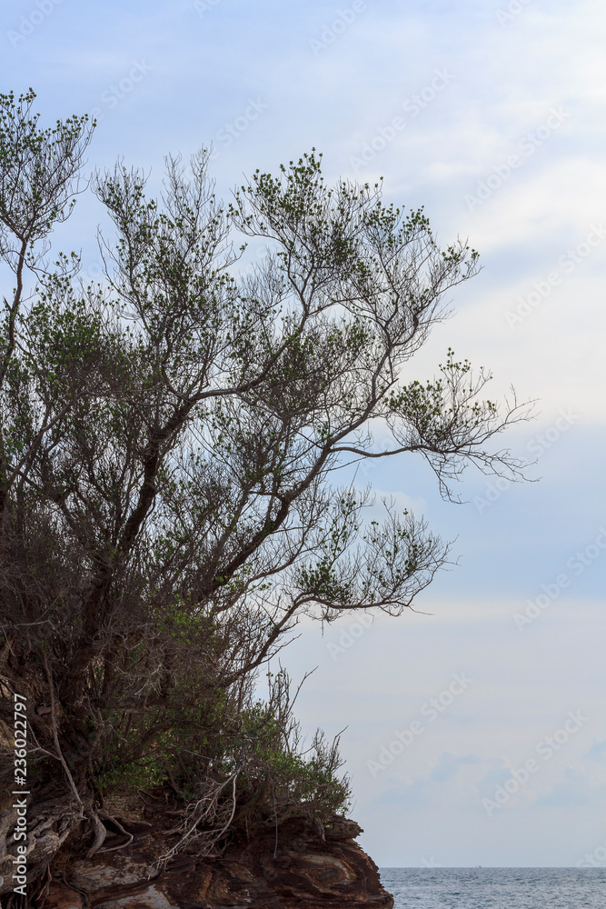 Branch of pine tree over blue sky Branch of pine tree over blue sky