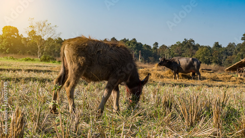 Little Buffalo ate grass in the field. © ArLawKa