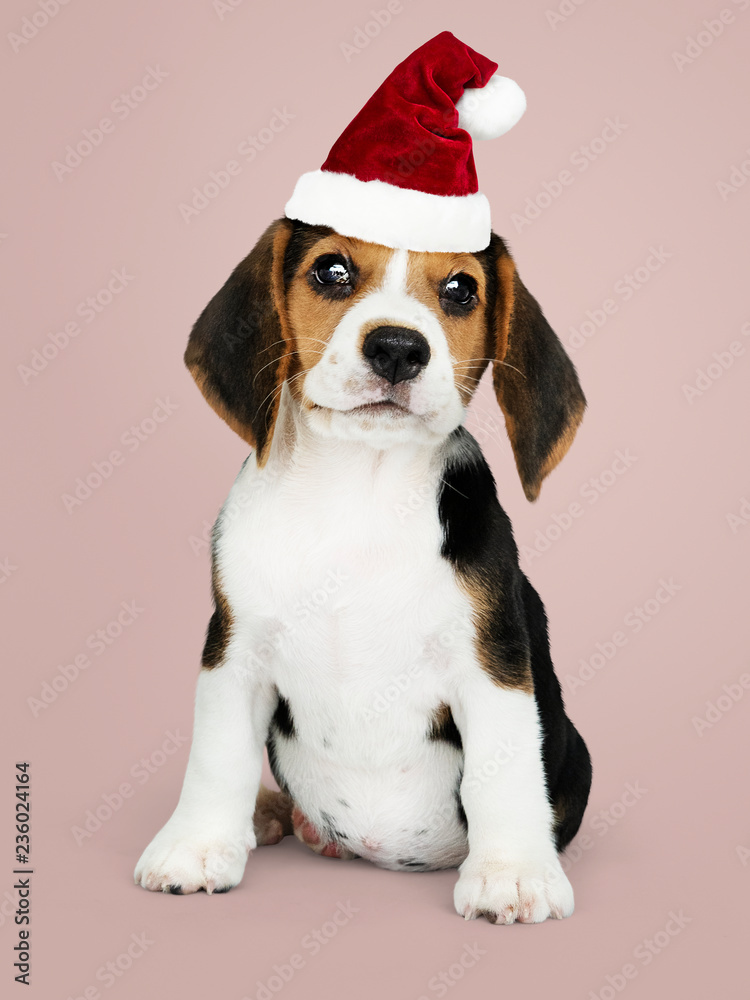 Adorable Beagle puppy wearing a Santa hat