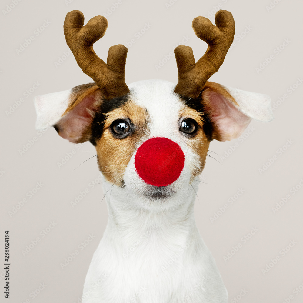 Φωτογραφία Adorable Jack Russell Retriever puppy wearing a Reindeer antler