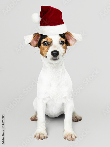Adorable Jack Russell Retriever puppy wearing a Christmas hat © Rawpixel.com