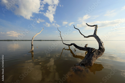 Mangrove snags reflected in the calm waters of West Lake in Everglades National Park  Florida.