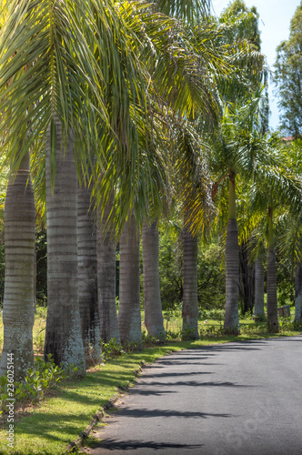 Palm trees lined up in the park by the asphalt
