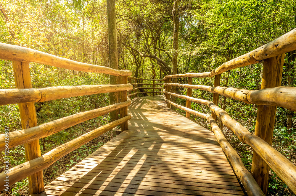 Fotografie Wood footpath within the tropical forest