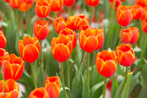 Red tulip background