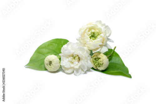 Jasmine (Arabian jasmine) flowers isolated in white background with clipping path.