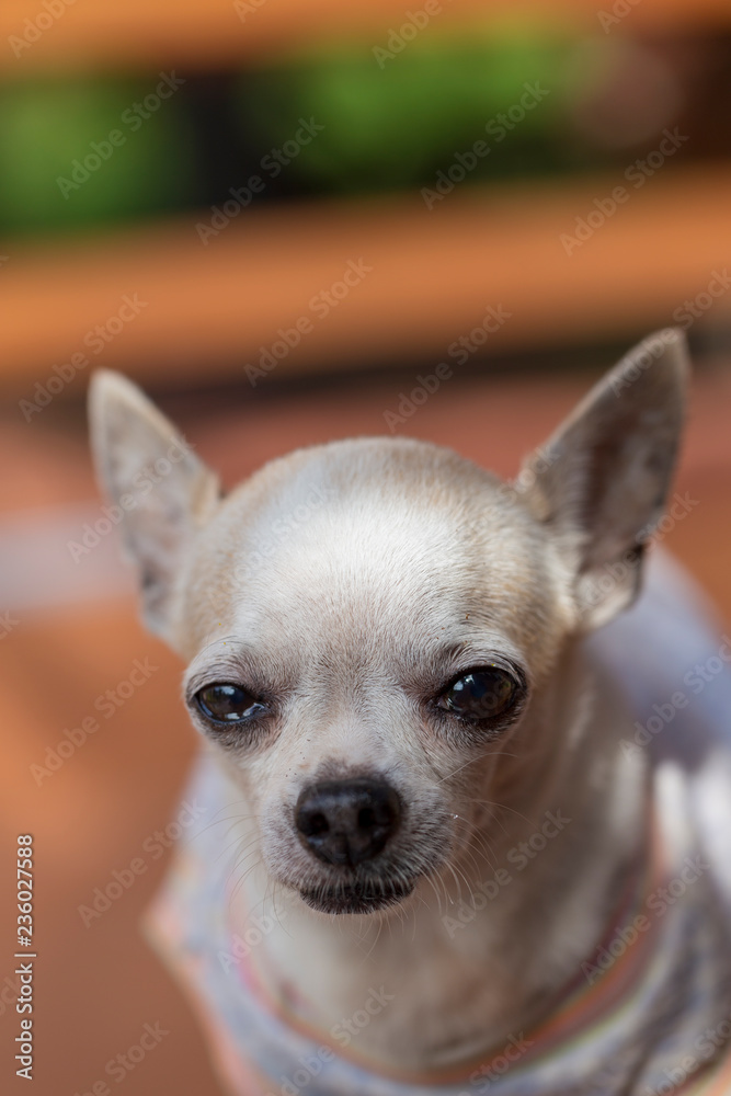 Cute Chihuahua Dog