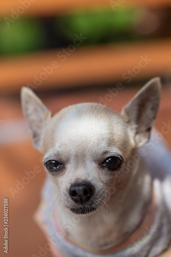 Cute Chihuahua Dog © Suphatthra China