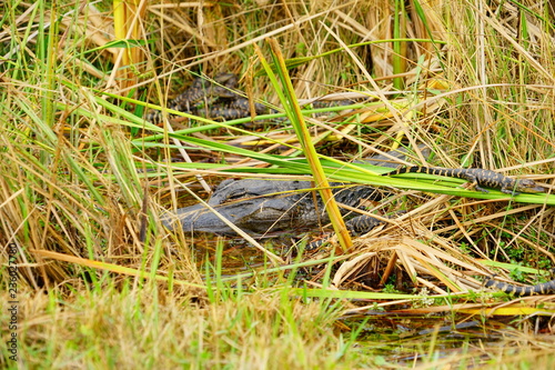 Baby Alligator in everglades national park, Florida, USA