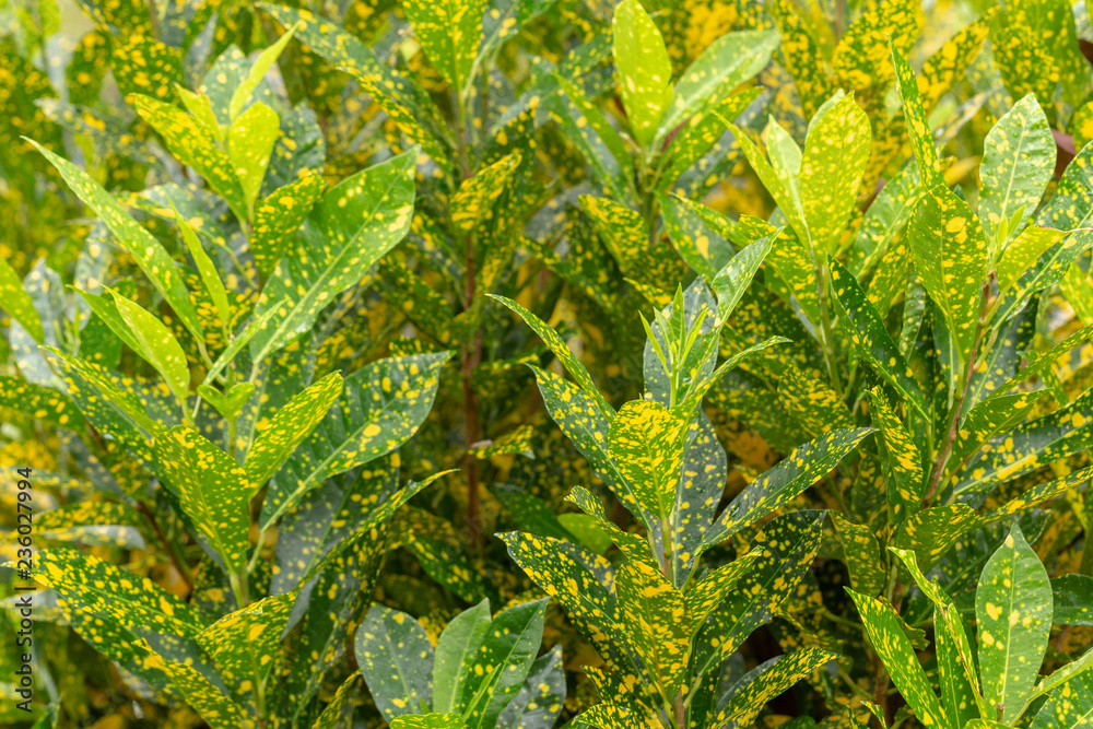 Croton plant Croton plant