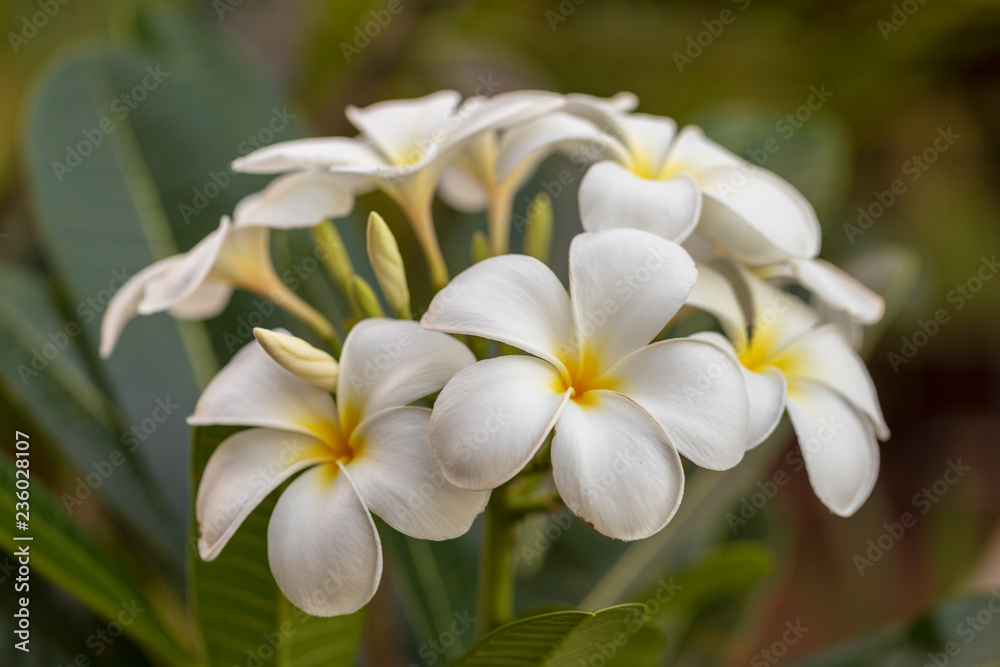 White plumeria flower blooming on the tree White plumeria flower blooming on the tree