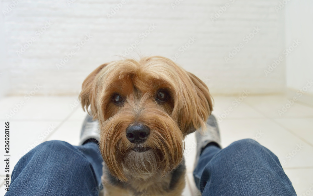 A dog Yorkshire Terrier in between legs of its owner A dog Yorkshire Terrier in between legs of its owner