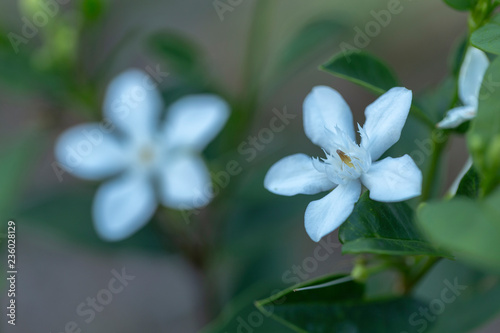 Wrightia antidysenterica flower photo