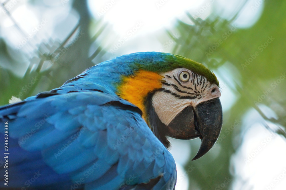 Headshot portrait of a blue Macaw parrot known in Brazil as 'Arara-Azul'