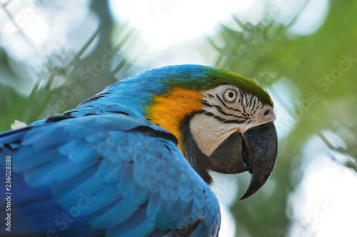 Headshot portrait of a blue Macaw parrot known in Brazil as 'Arara-Azul'