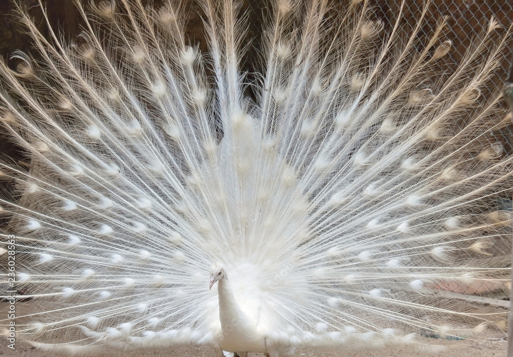 White Peacock with wide open tail
