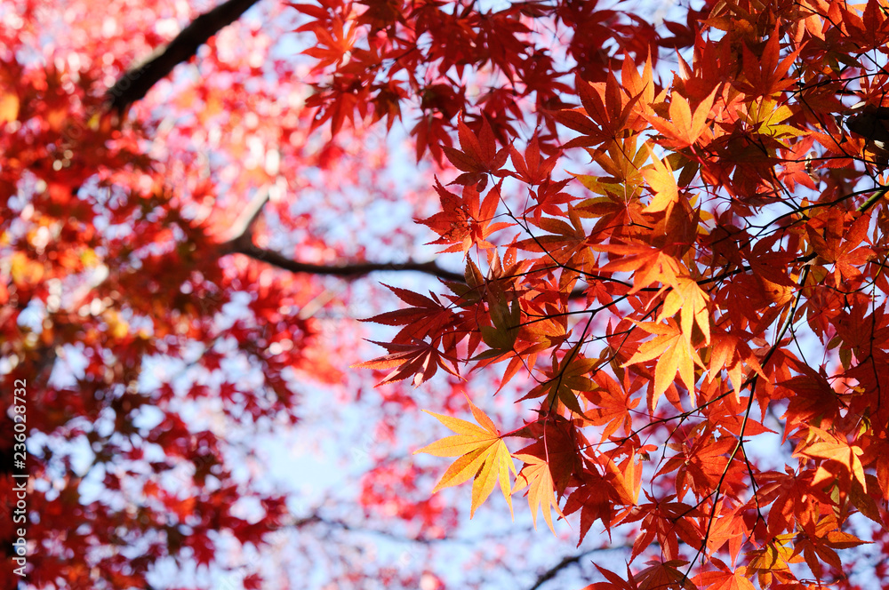 紅葉のグラデーション 紅葉のグラデーション