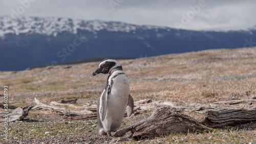 Penguins at Isla Martillo, Beagle Channel Ushuaia Patagonia Tierra del Fuego Argentina