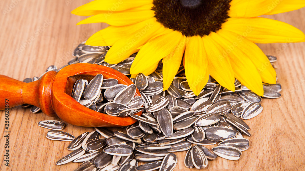 Fototapeta premium pile of sunflower seeds