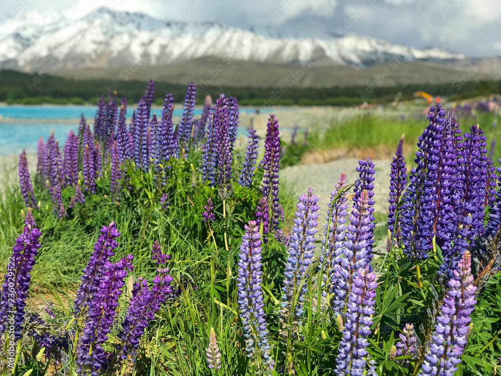 Beautiful lupin flowers in lake Tekapo pink purple white yellow blue color with turquoise blue water and mountain with snowy cap in New Zealand in spring time blur background wallpaper