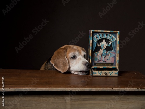 dog with Music box photo