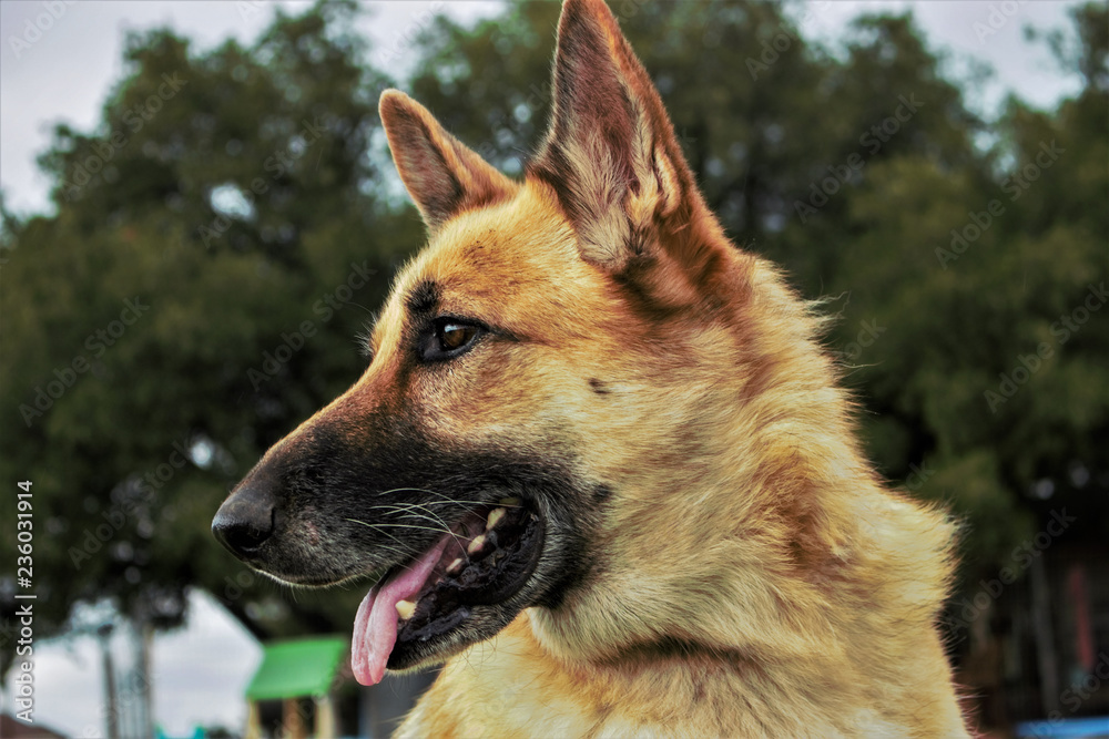 German Shepard