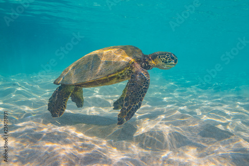 Turtle swimming in clear water